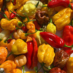 Fresh Hot Peppers -Mixed Varieties Small USPS Priority Mail Flat Rate Box