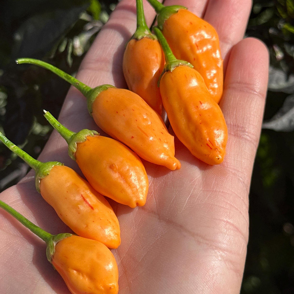 Big Inca Orange Drop F3 Pepper Seeds -   20+ Pepper Seeds
