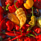 Fresh Hot Peppers -Mixed Varieties Small USPS Priority Mail Flat Rate Box