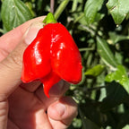 Reaper Smooth F2 Pepper Seeds - (20+ Super Hot Pepper Seeds
