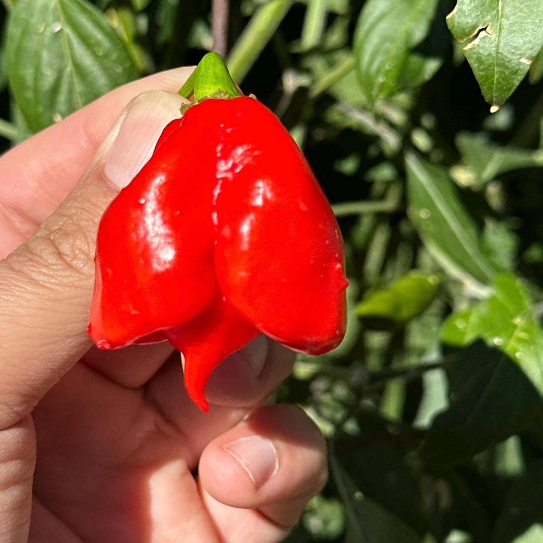 Reaper Smooth F2 Pepper Seeds - (20+ Super Hot Pepper Seeds