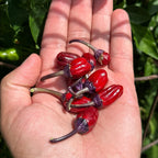 Black Tongue Scorpion Pepper -   20+ Pepper Seeds