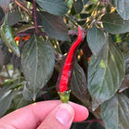 Variegated Chocolate  Space Chili Afterglow  Pepper Seeds -   20+ Pepper Seeds