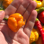 Yellow Brain Strain  Pepper Seeds -  20+ Hot Pepper Seeds