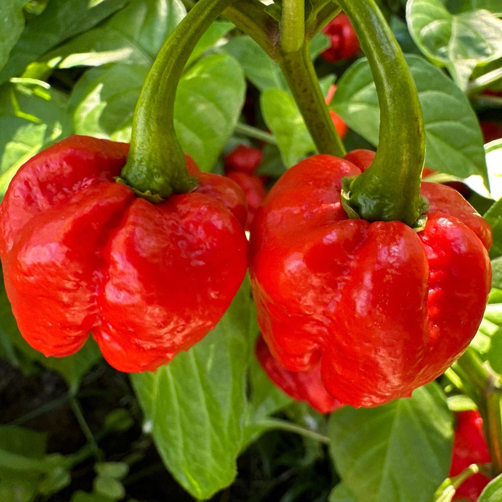 7 - Pack Pepper Seed Combo Deal - 140+ Pepper Seeds