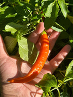 Sili-A-Top Pepper Seeds -   20+ Pepper Seeds
