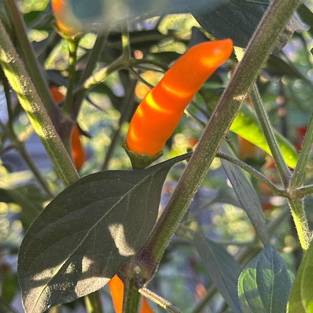 Jeracuaro Orange Pepper Seeds - 20+ Hot Pepper Seeds