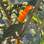 Jeracuaro Orange Pepper Seeds - 20+ Hot Pepper Seeds
