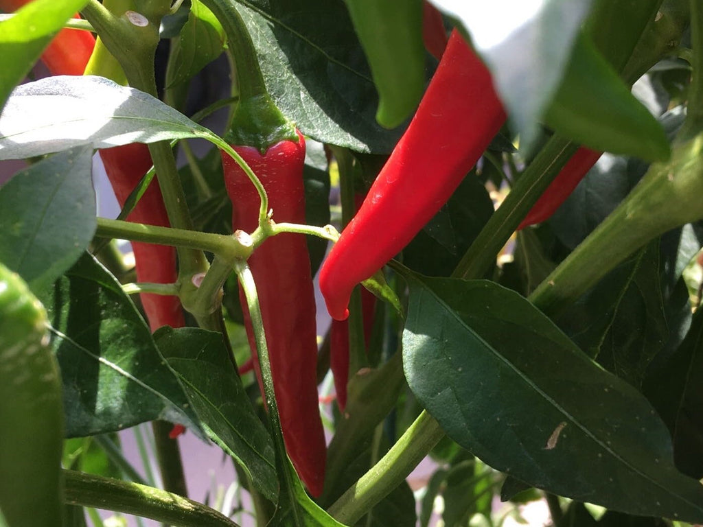 Fat Cayenne PepperSeeds -   20+ Hot Pepper Seeds