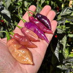 Amethyst Fire Pepper Seeds  -  20+ Pepper Seeds