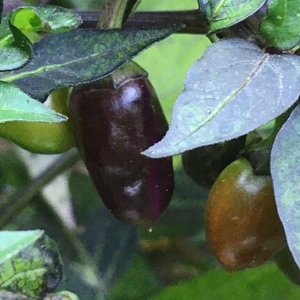 Variegated Jigsaw Pepper Seeds -   20+ Pepper Seeds
