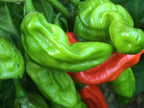 Mystery Pepper Seed Pack -Mike's Pick - 20+ Pepper Seeds