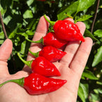 Biquinho X F3 Pepper Seeds: Hot & Fruity (20+ Seeds)