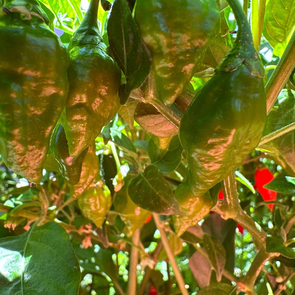 Biquinho X F3 Pepper Seeds: Hot & Fruity (20+ Seeds)