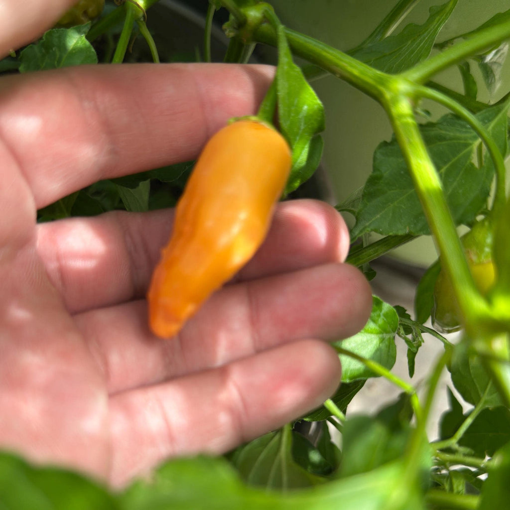 Big Inca Orange Drop F3 Pepper Seeds -   20+ Pepper Seeds