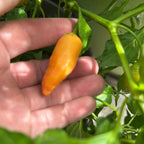 Big Inca Orange Drop F3 Pepper Seeds -   20+ Pepper Seeds