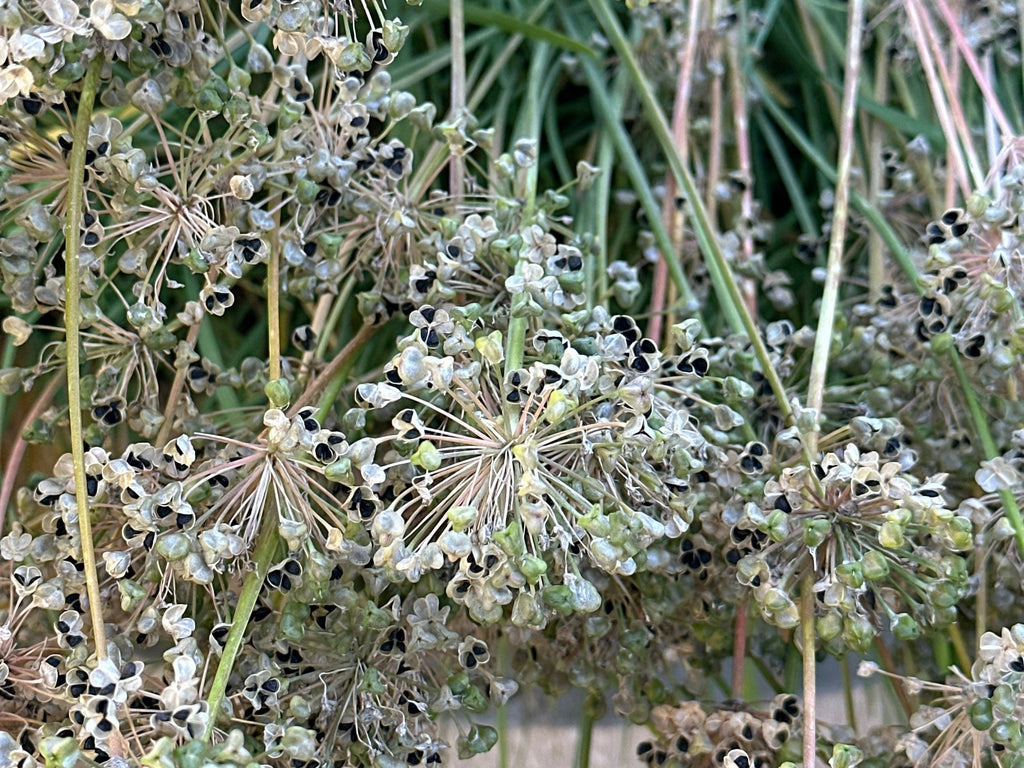 Garlic Chive Seeds: Open Pollinated, Attracts Bees (100+ Seeds)