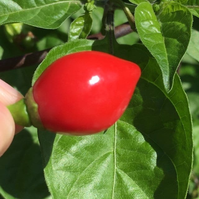 Aji Charapita Cross Red Pepper Seeds  -  20+ Hot Pepper Seeds