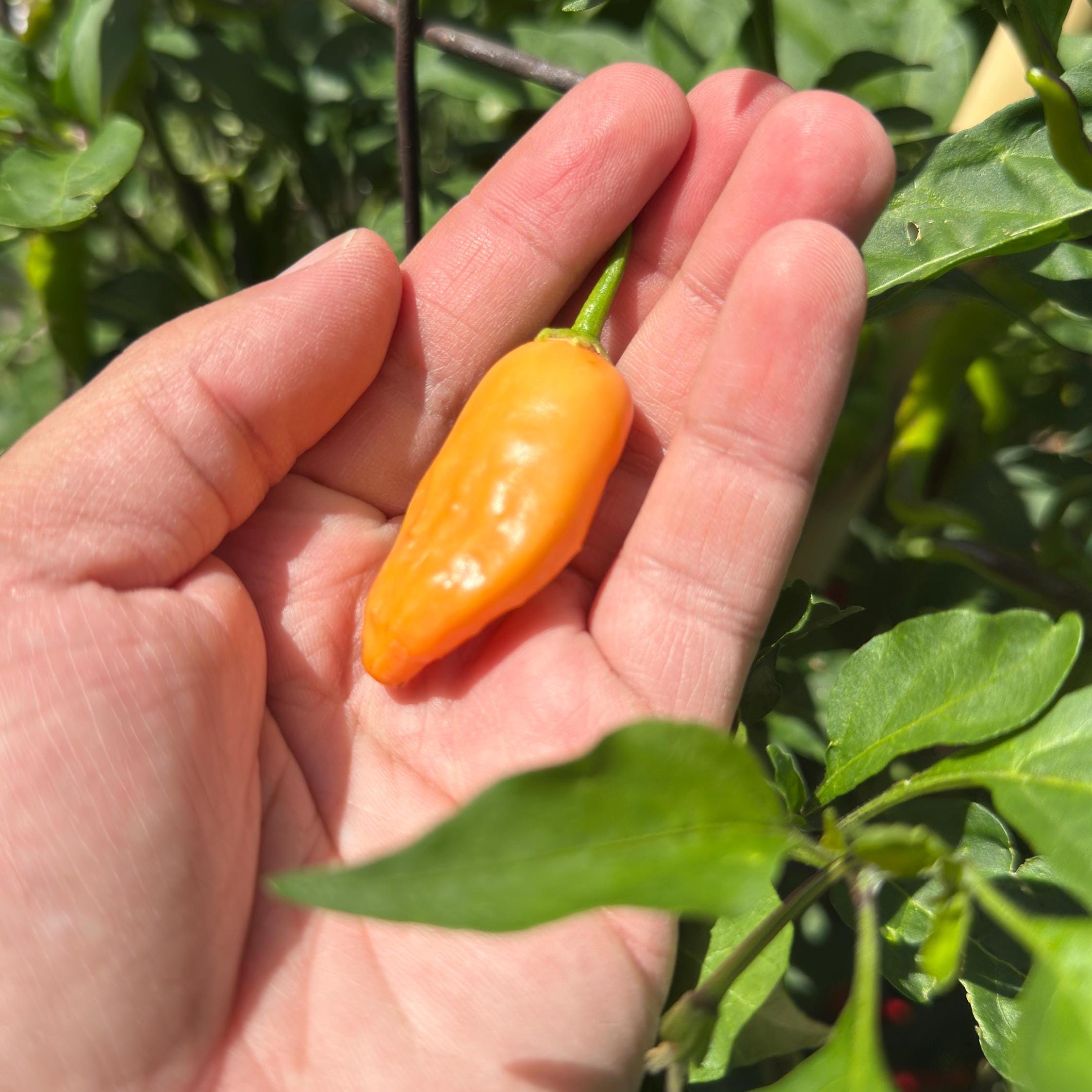 Big Inca Orange Drop F3 Pepper Seeds -   20+ Pepper Seeds