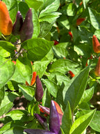 Tabasco Specialty Cross Pepper Seeds  -  20+ Pepper Seeds