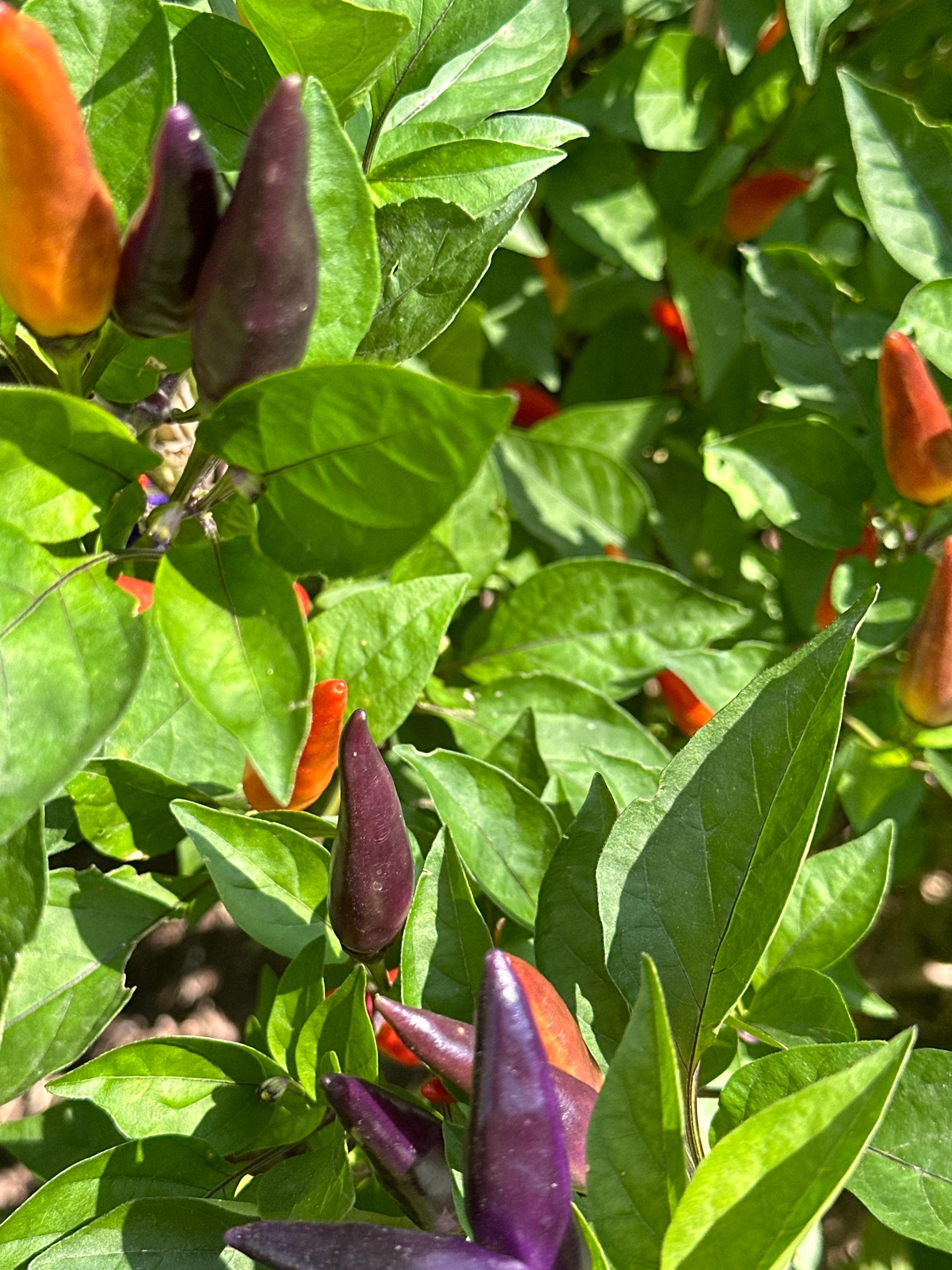 Tabasco Specialty Cross Pepper Seeds  -  20+ Pepper Seeds