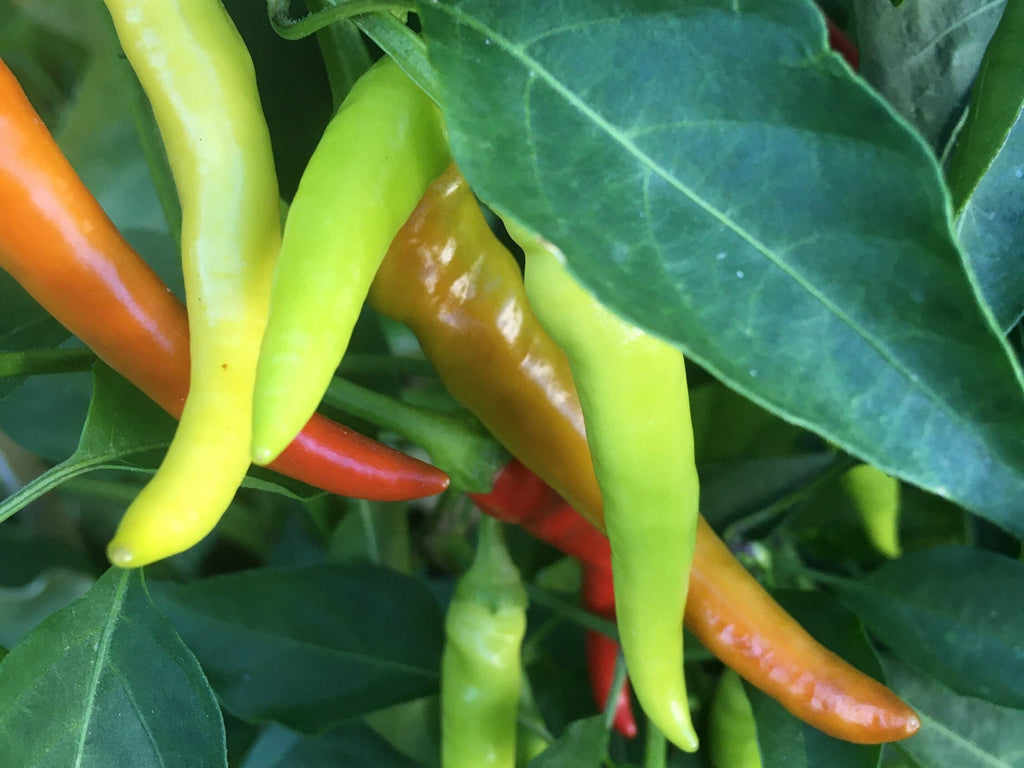 Long Cayenne Pepper Seeds - Hot & Spicy (20+ Seeds)