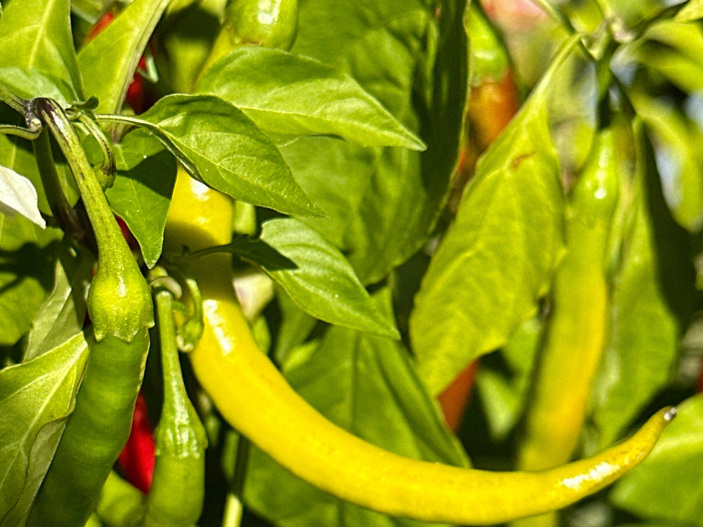 Long Cayenne Pepper Seeds - Hot & Spicy (20+ Seeds)