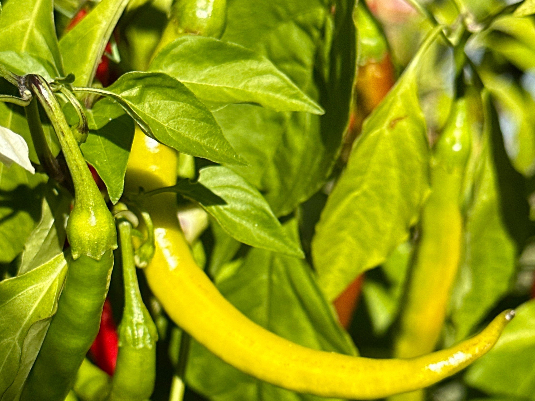 Long Cayenne Pepper Seeds - Hot & Spicy (20+ Seeds)