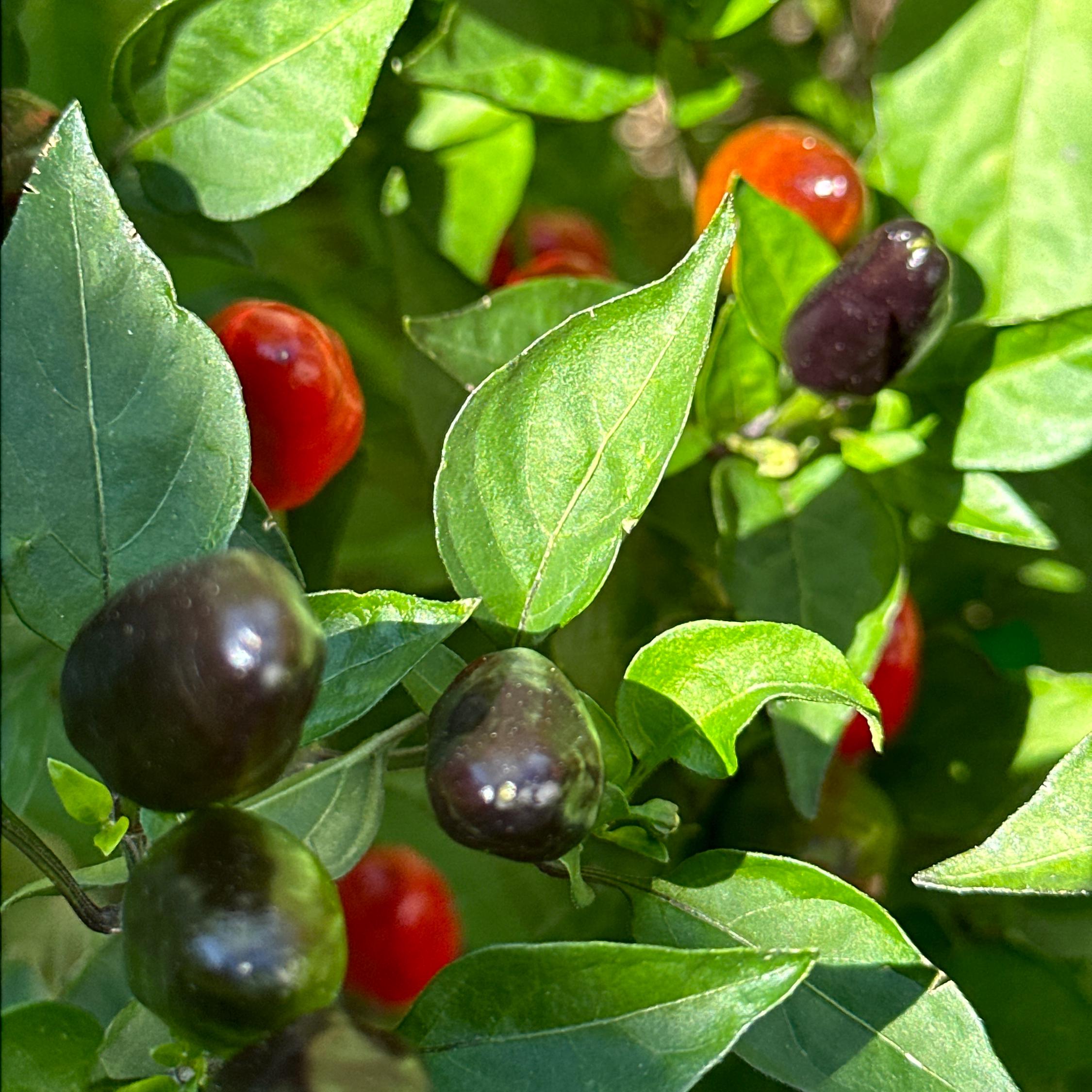 Purple Wild Brazil Cross F2 Seeds - Hot Pepper (20+ Seeds)