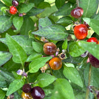 Filius Blue Pepper Seeds: Colorful Hot Peppers (20+ Seeds)