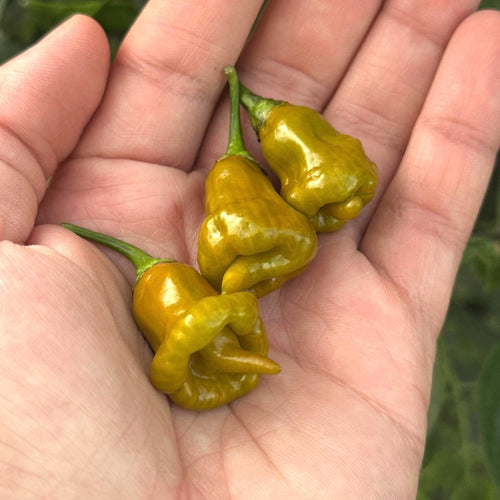 Pointed Mustard Habanero Pepper Seeds -   20+ Hot Pepper Seeds