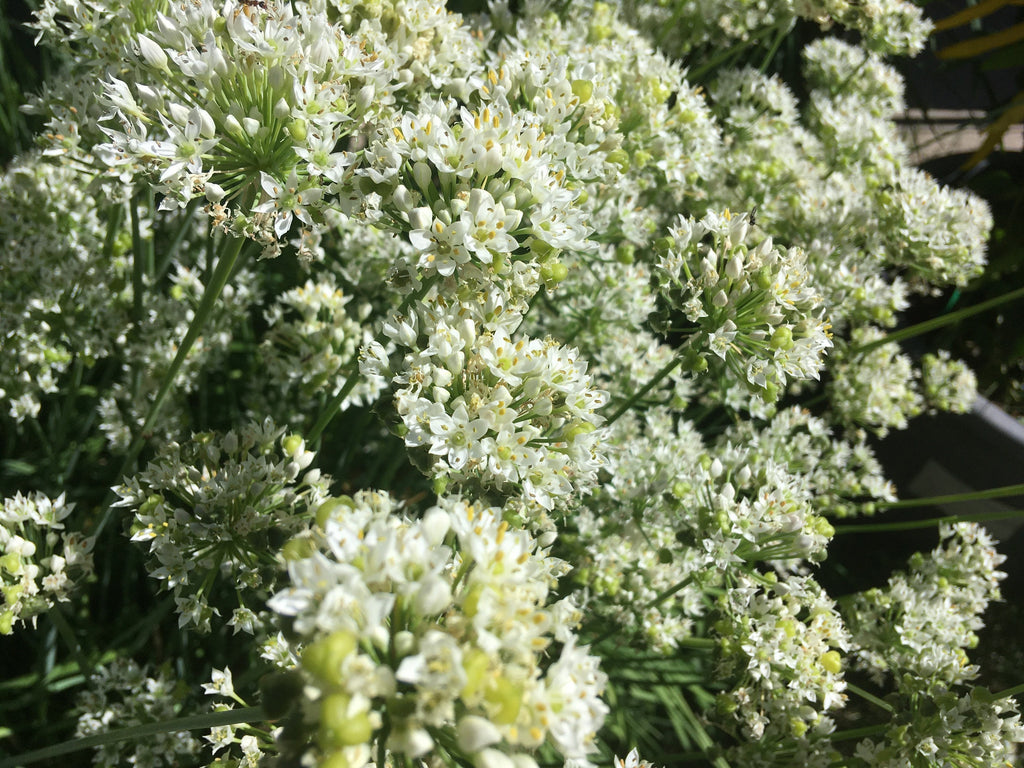Garlic Chive Seeds: Open Pollinated, Attracts Bees (100+ Seeds)