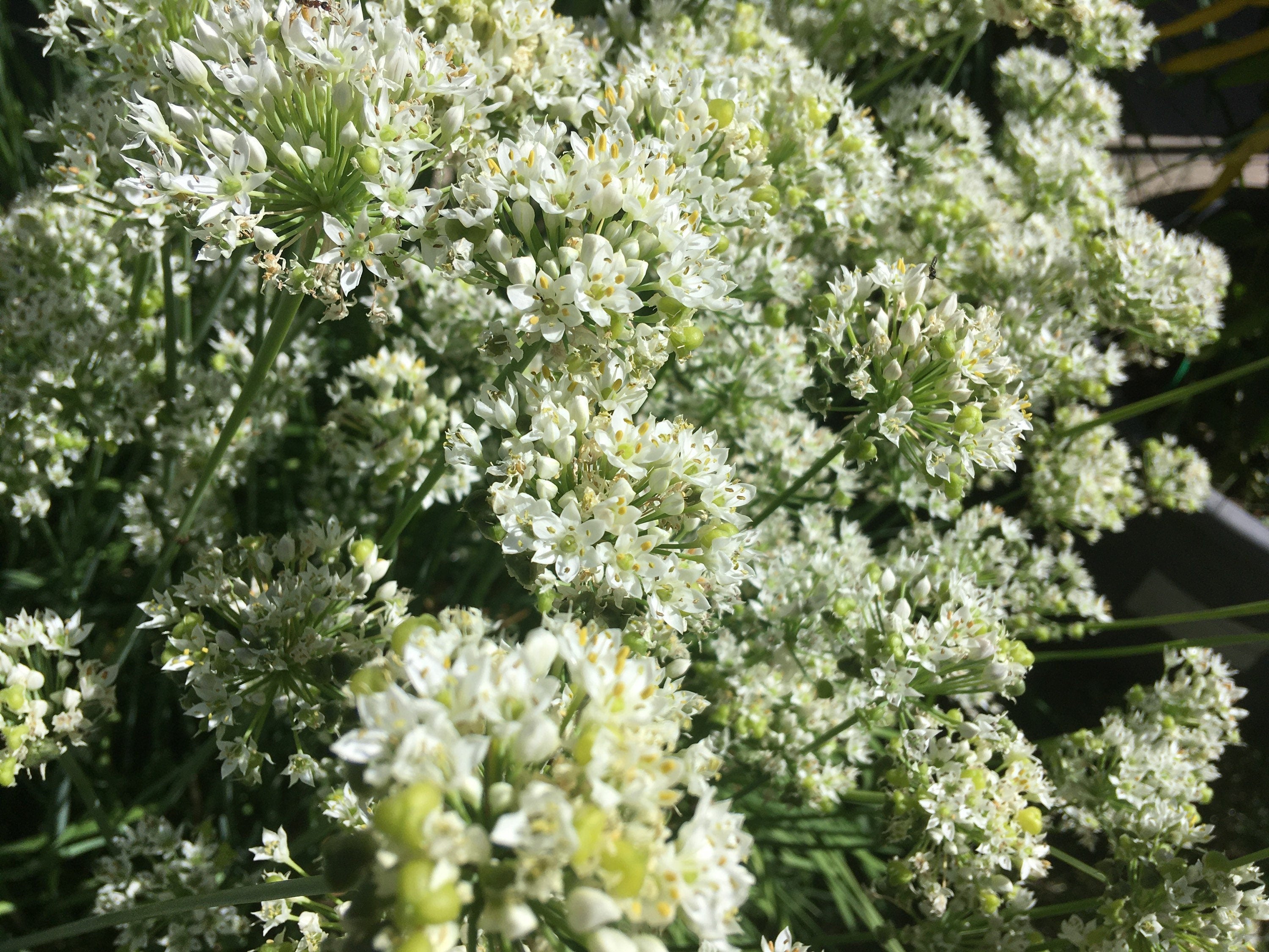 Garlic Chive Seeds: Open Pollinated, Attracts Bees (100+ Seeds)