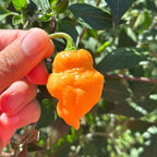 Orange Chicken F6 Pepper Seeds -  20+ Hot Pepper Seeds