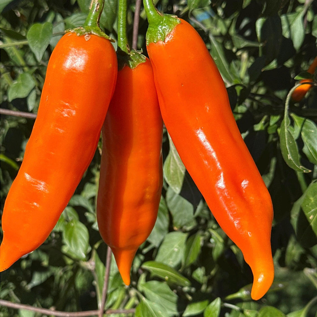 Aji Amarillo Pepper Seeds – Capsicum Baccatum (20+ Seeds)