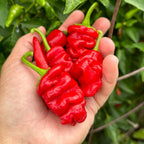 Zou-Pi Pepper Seeds - 20+ Hot Pepper Seeds