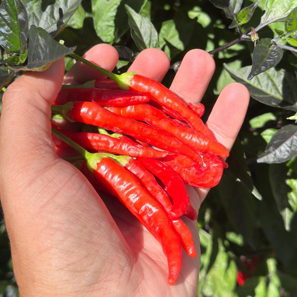 Red Long Baccatum Pepper Seeds – 20+ Open Pollinated Seeds