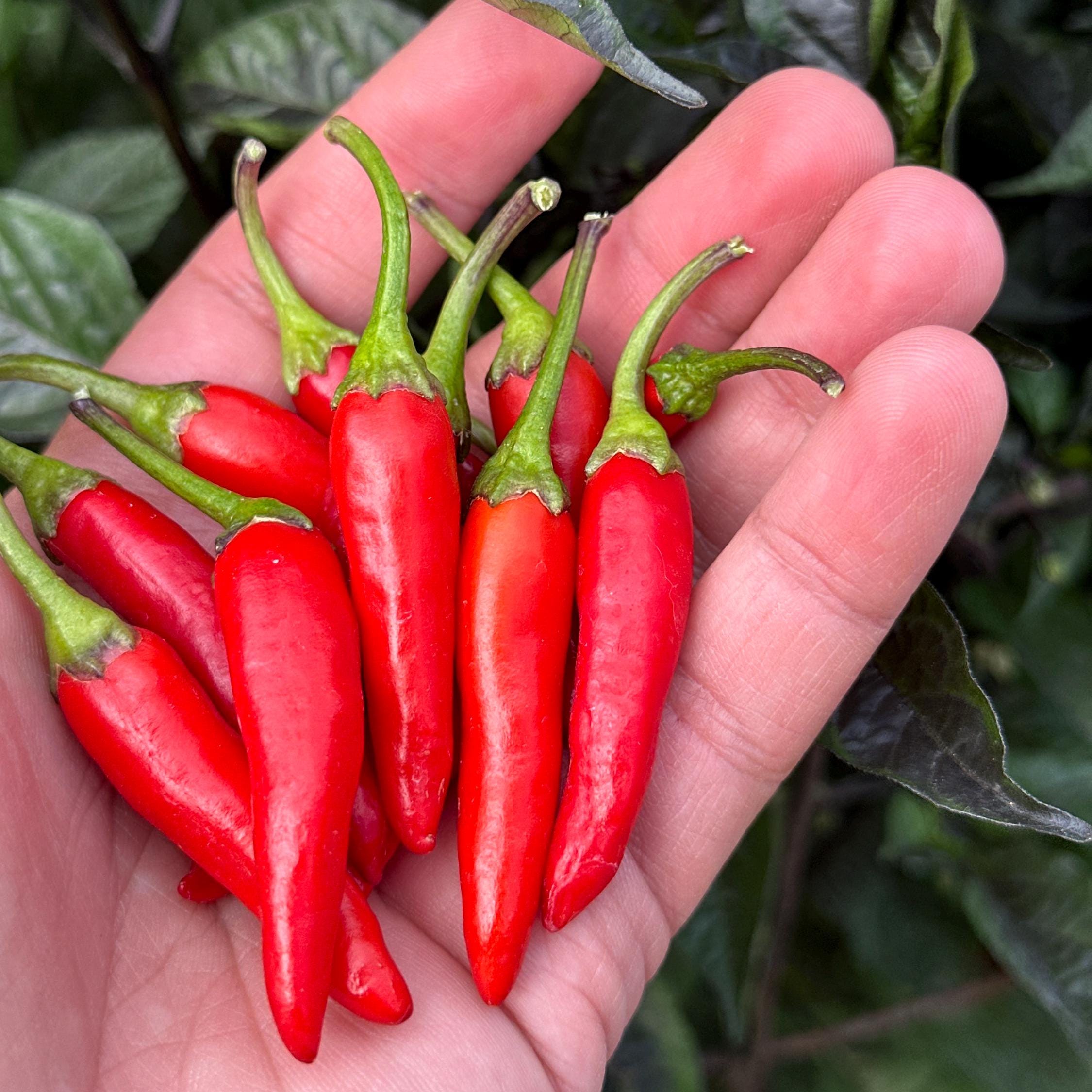 Dreamcatcher X Bleeding Rawit NB -   20+ Pepper Seeds