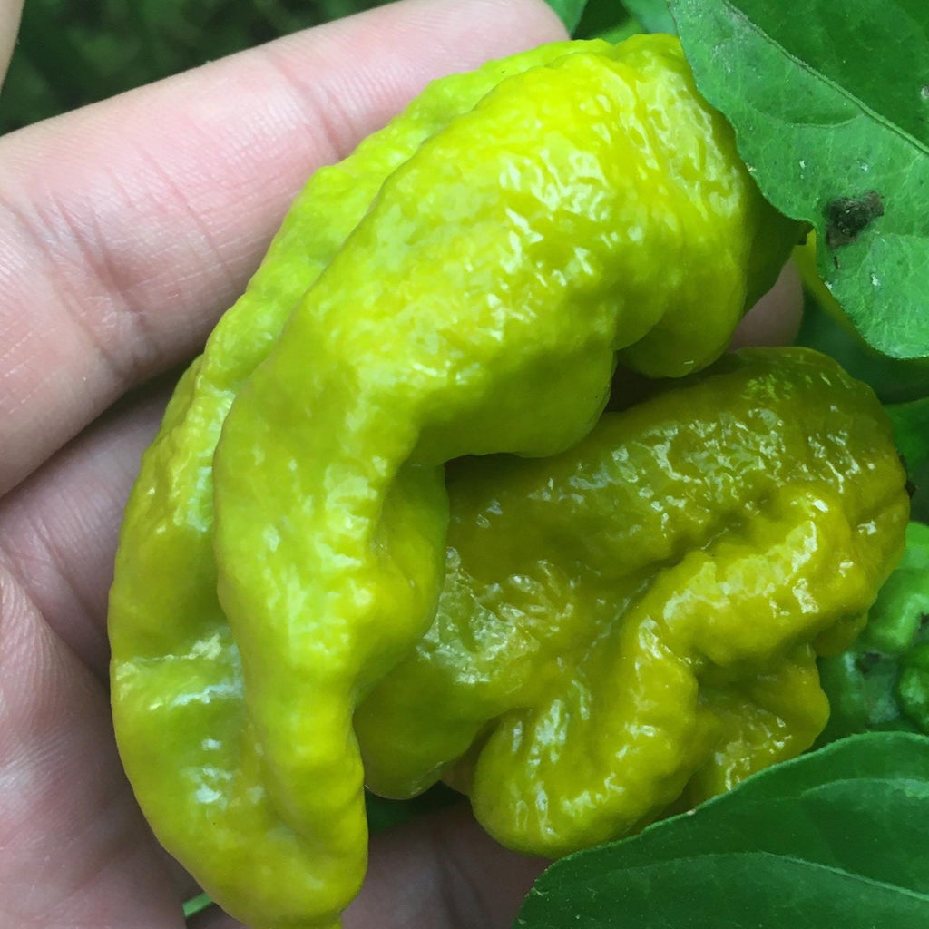 Mustard Carbonero Cross Pepper Seeds  -  20+ Hot Pepper Seeds