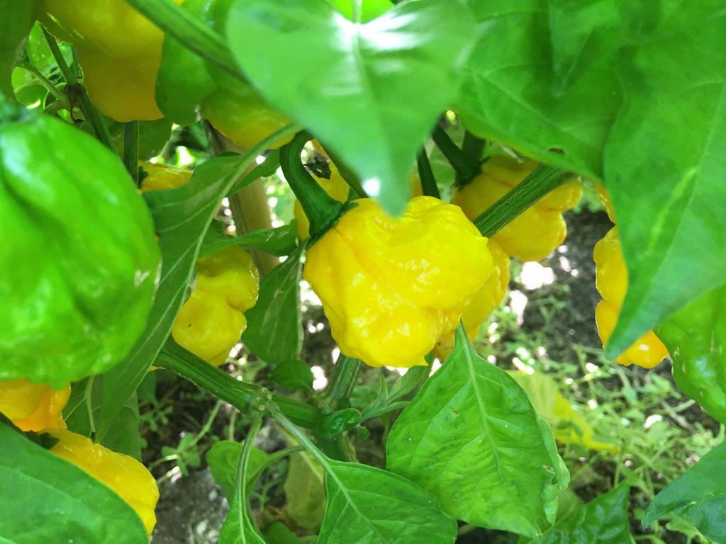 Yellow Moruga  Cross Pepper Seeds  -  20+ Hot Pepper Seeds