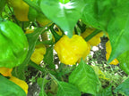 Yellow Moruga  Cross Pepper Seeds  -  20+ Hot Pepper Seeds