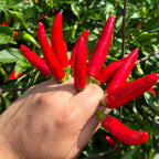 Purple StarrScream Cross Pepper Seeds - 20+ Pepper Seeds