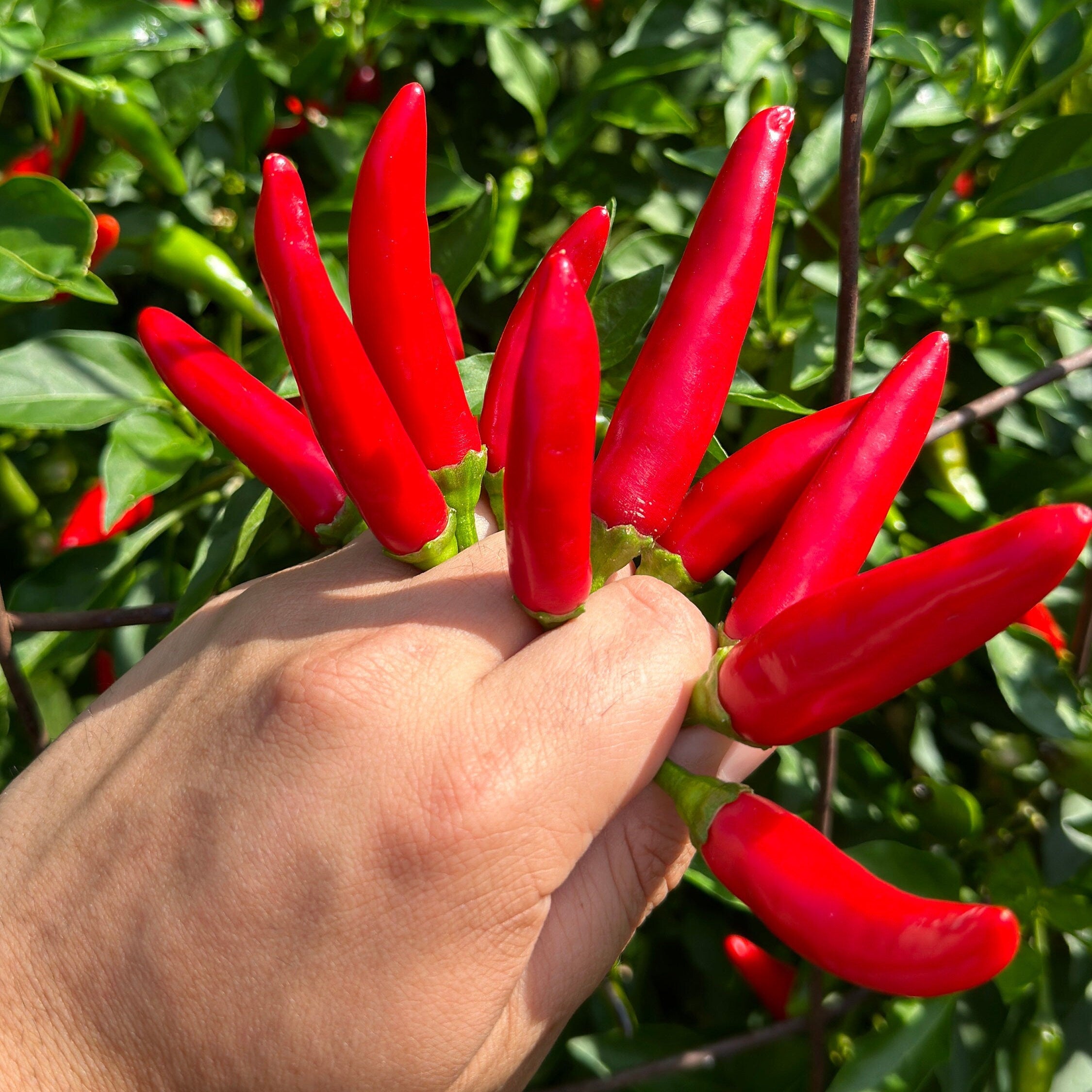 Purple StarrScream Cross Pepper Seeds - 20+ Pepper Seeds