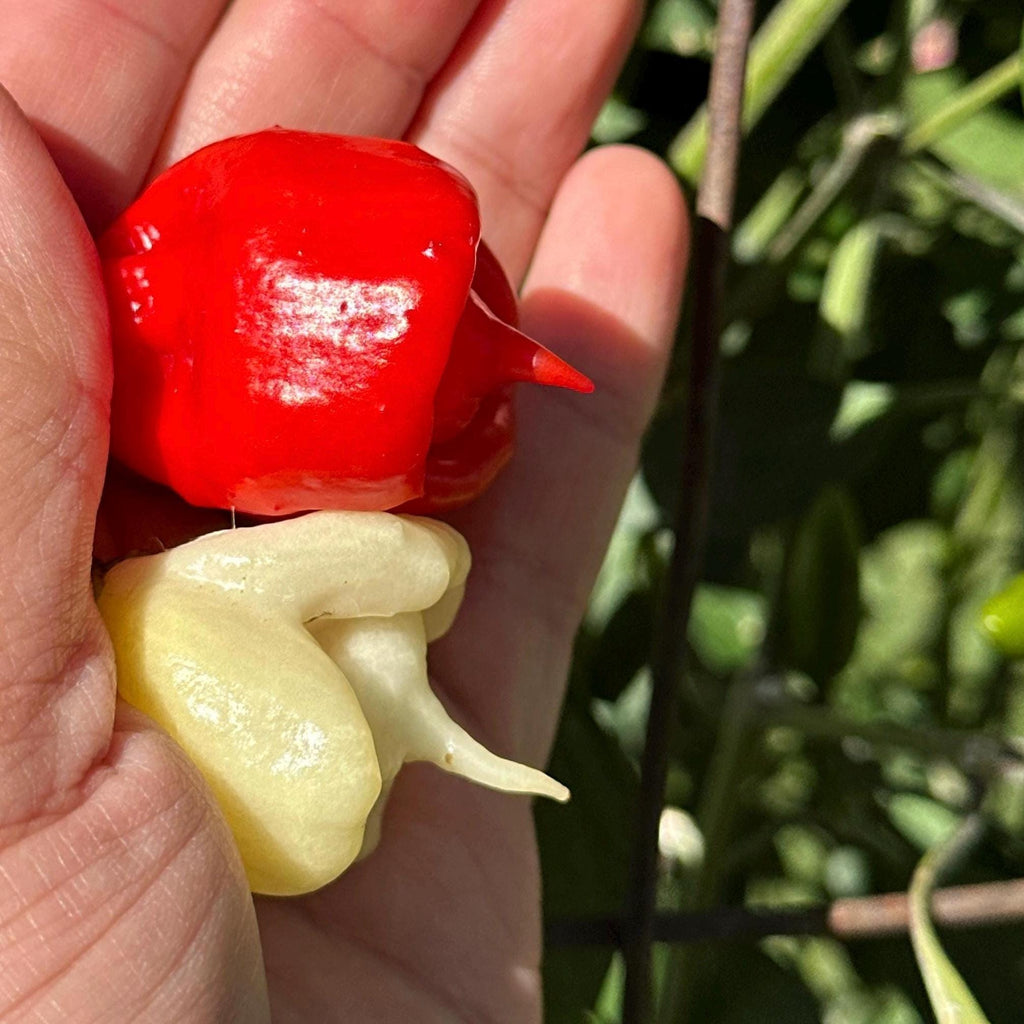 Reaper Smooth F2 Pepper Seeds - (20+ Super Hot Pepper Seeds