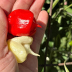 Reaper Smooth F2 Pepper Seeds - (20+ Super Hot Pepper Seeds