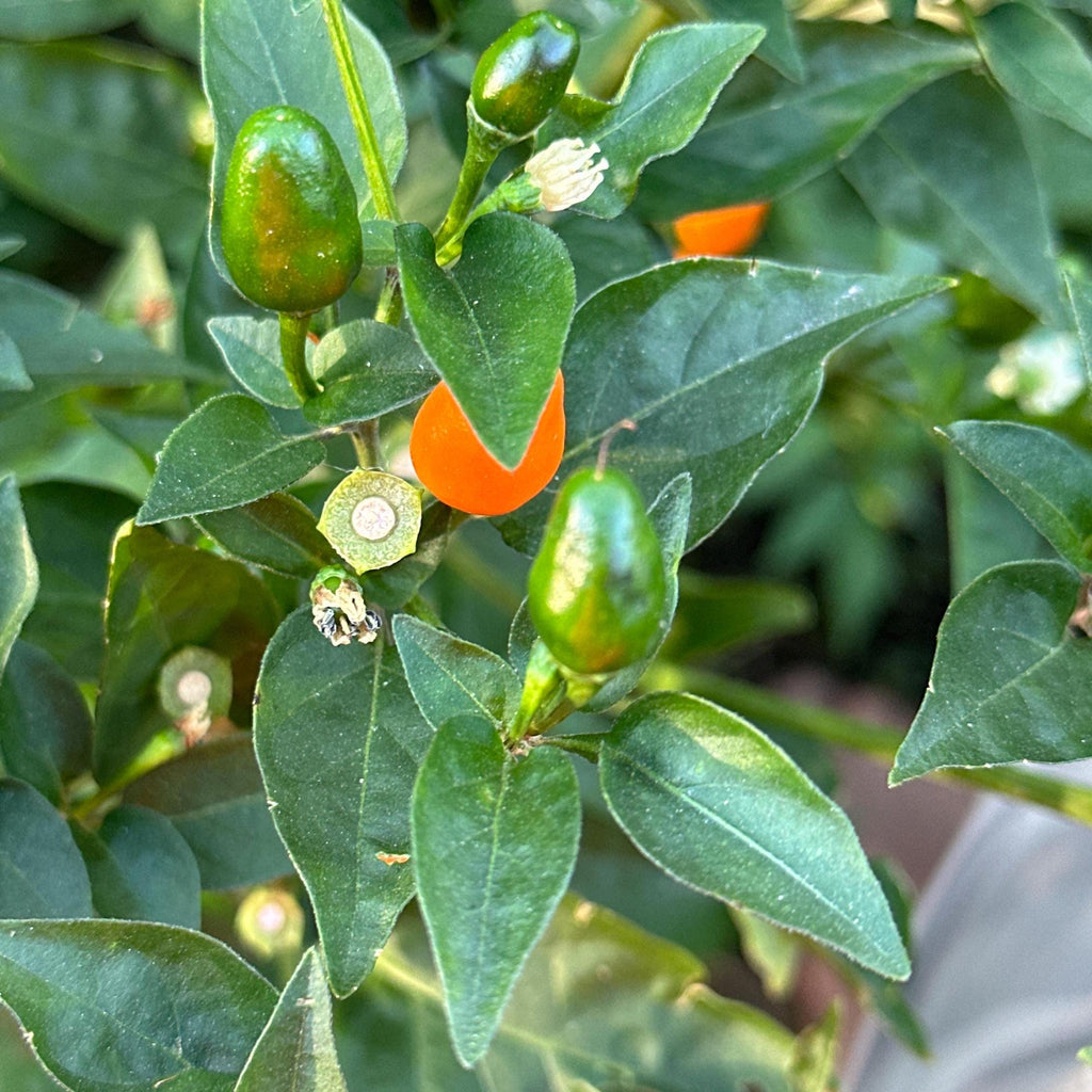 Wild Brazil Orange Seeds - Hot Pepper Variety (20+ Seeds)