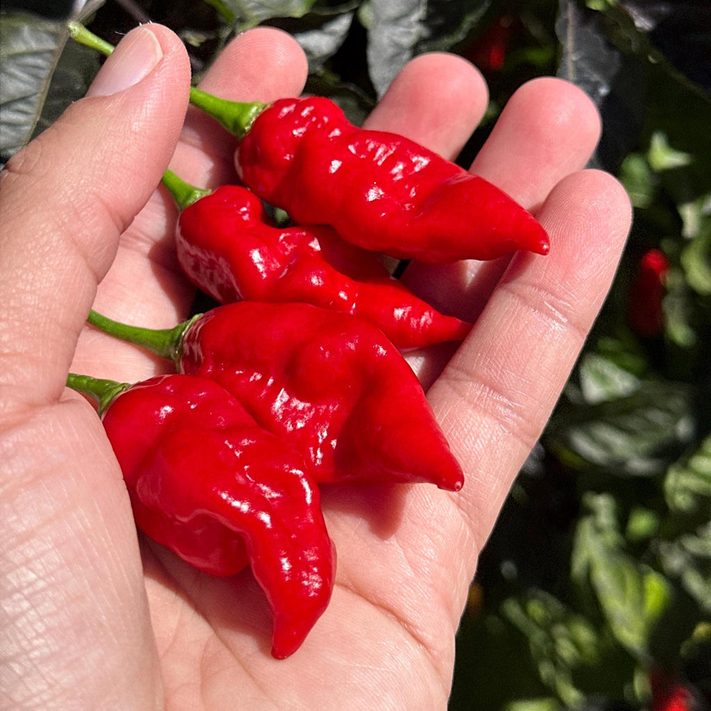 Fools Scorpion Cross Pepper Seeds -  20+ Pepper Seeds