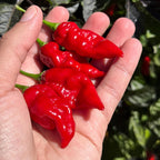 Fools Scorpion Cross Pepper Seeds -  20+ Pepper Seeds