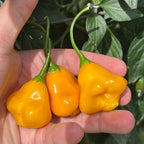 Aji Fantasy Orange -   20+ Pepper Seeds