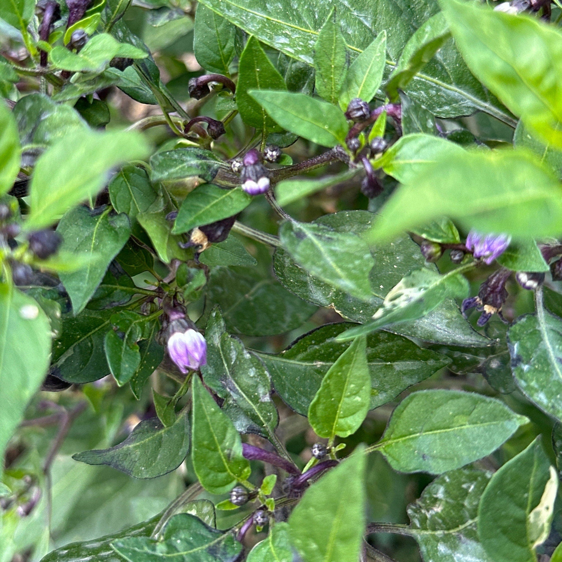 Variegated Filius Blue Pepper Seeds: Colorful Hot Peppers (20+ Seeds)
